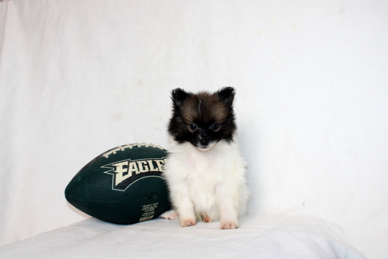 puppy, for, sale, Pomeranian, Matthew B. Stoltzfus, dog, breeder, Gap, PA, dog-breeder, puppy-for-sale, forsale, nearby, find, puppyfind, locator, puppylocator, aca